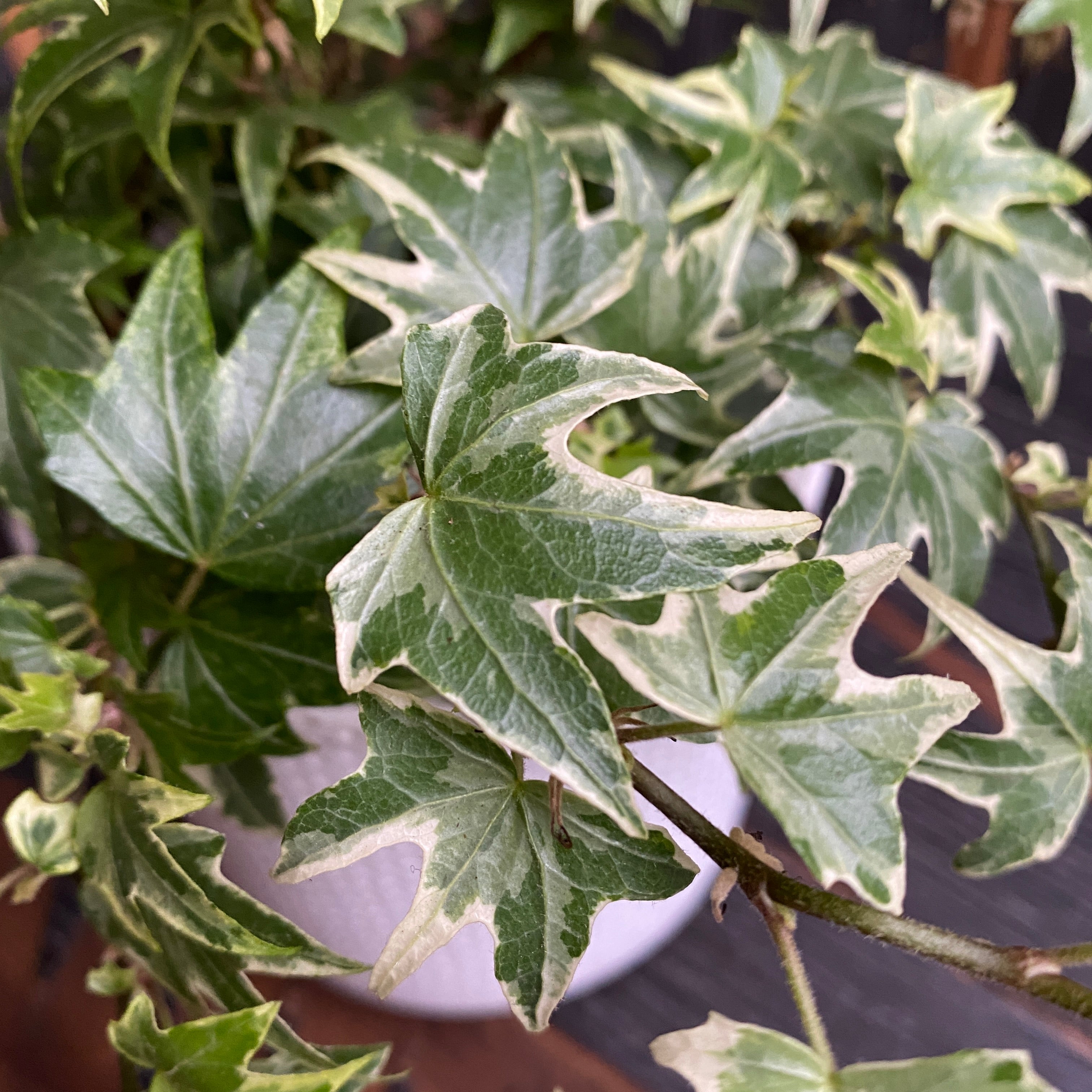 Iedera - Hedera helix 'White Ripple'