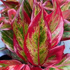 Aglaonema 'Crete Flame' (Red Fire)
