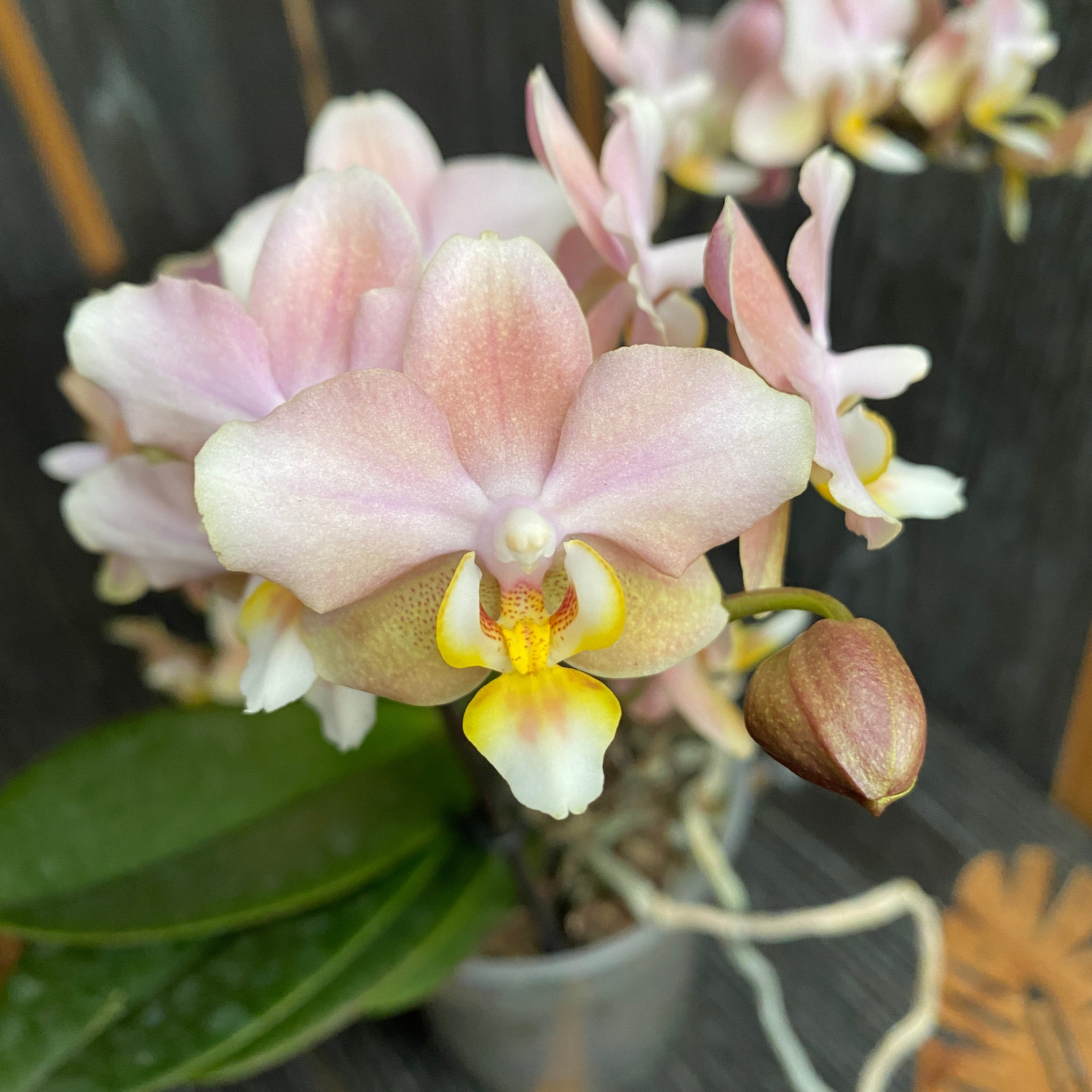 Phalaenopsis Aromio Powdery - flori intens parfumate