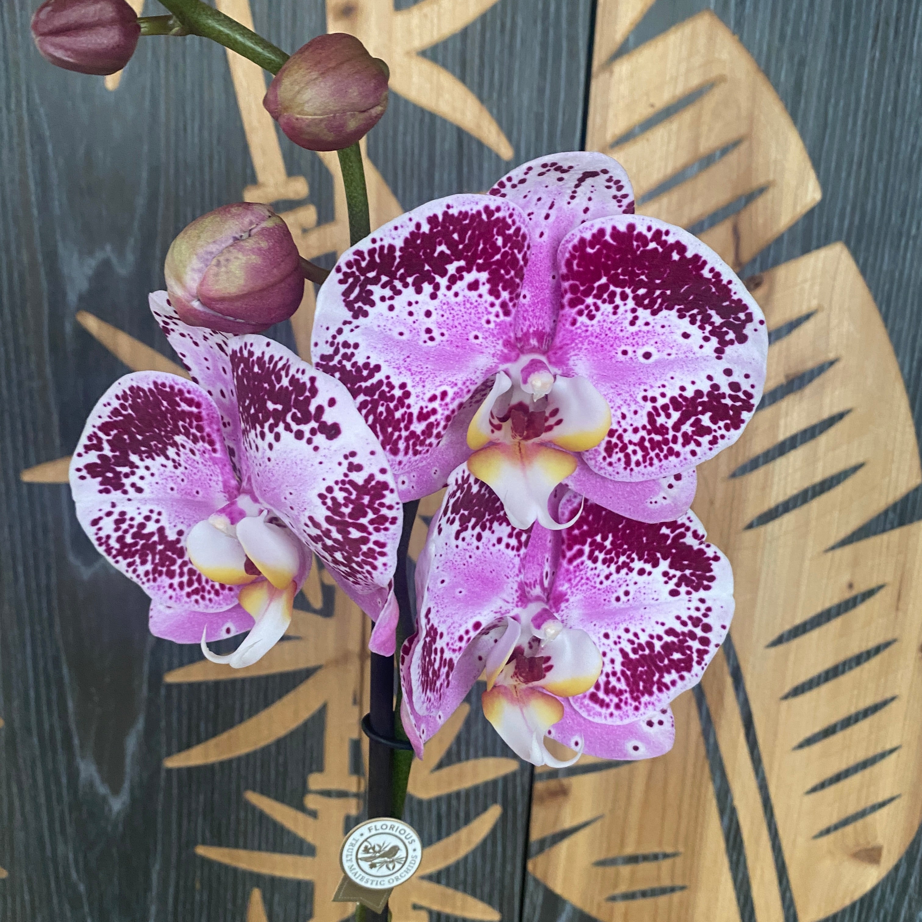 Phalaenopsis Miki Magician (Florious)  - floarea XXL