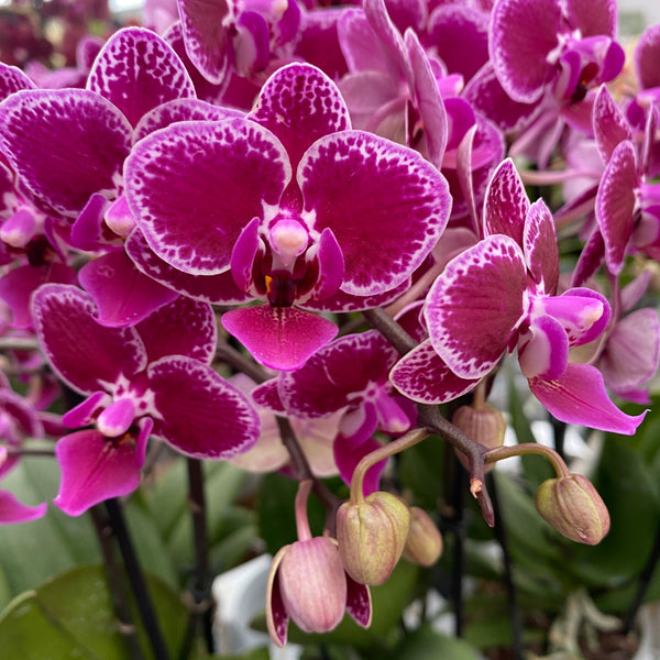 Phalaenopsis Hornglin Vicky (Peru)