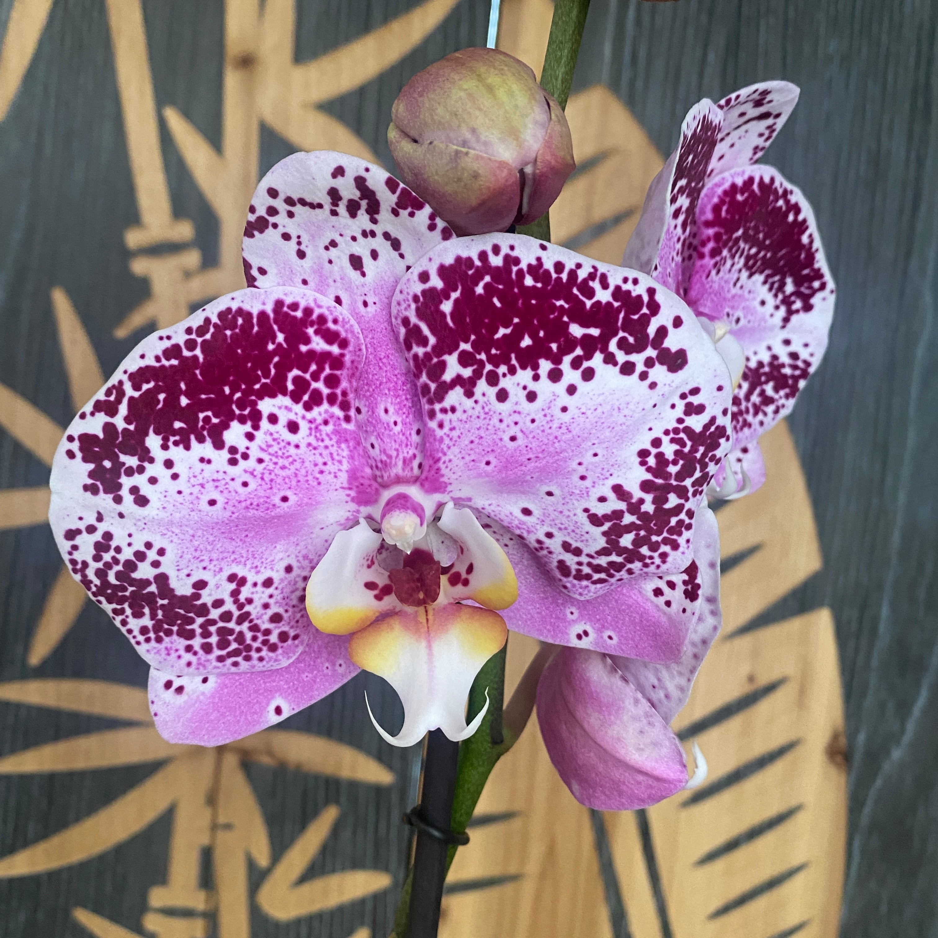 Phalaenopsis Miki Magician (Florious)  - floarea XXL