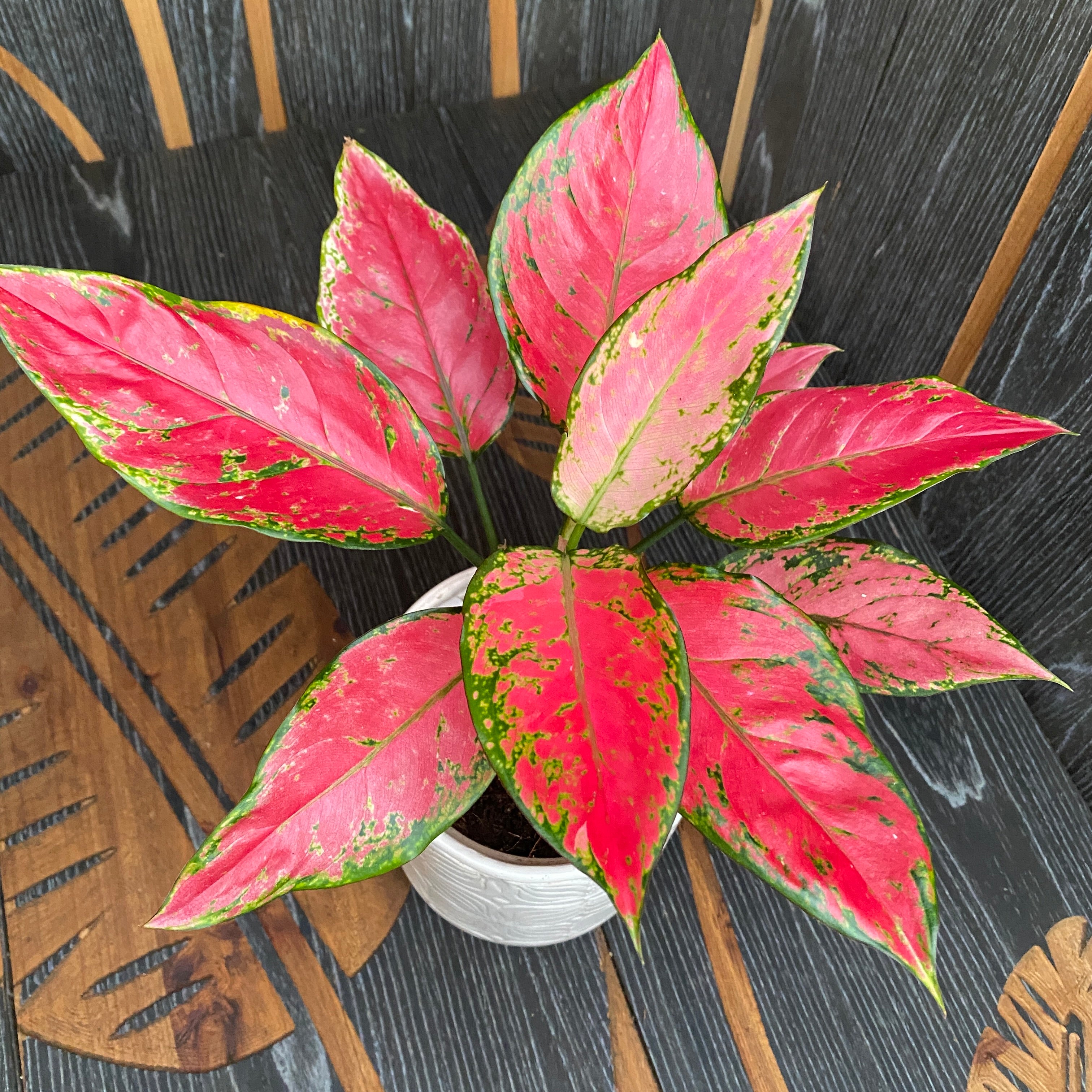 Aglaonema Cherry Baby