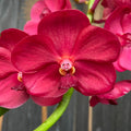 Vanda Udomchai Beauty (ANSU)