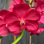 Vanda Udomchai Beauty (ANSU)