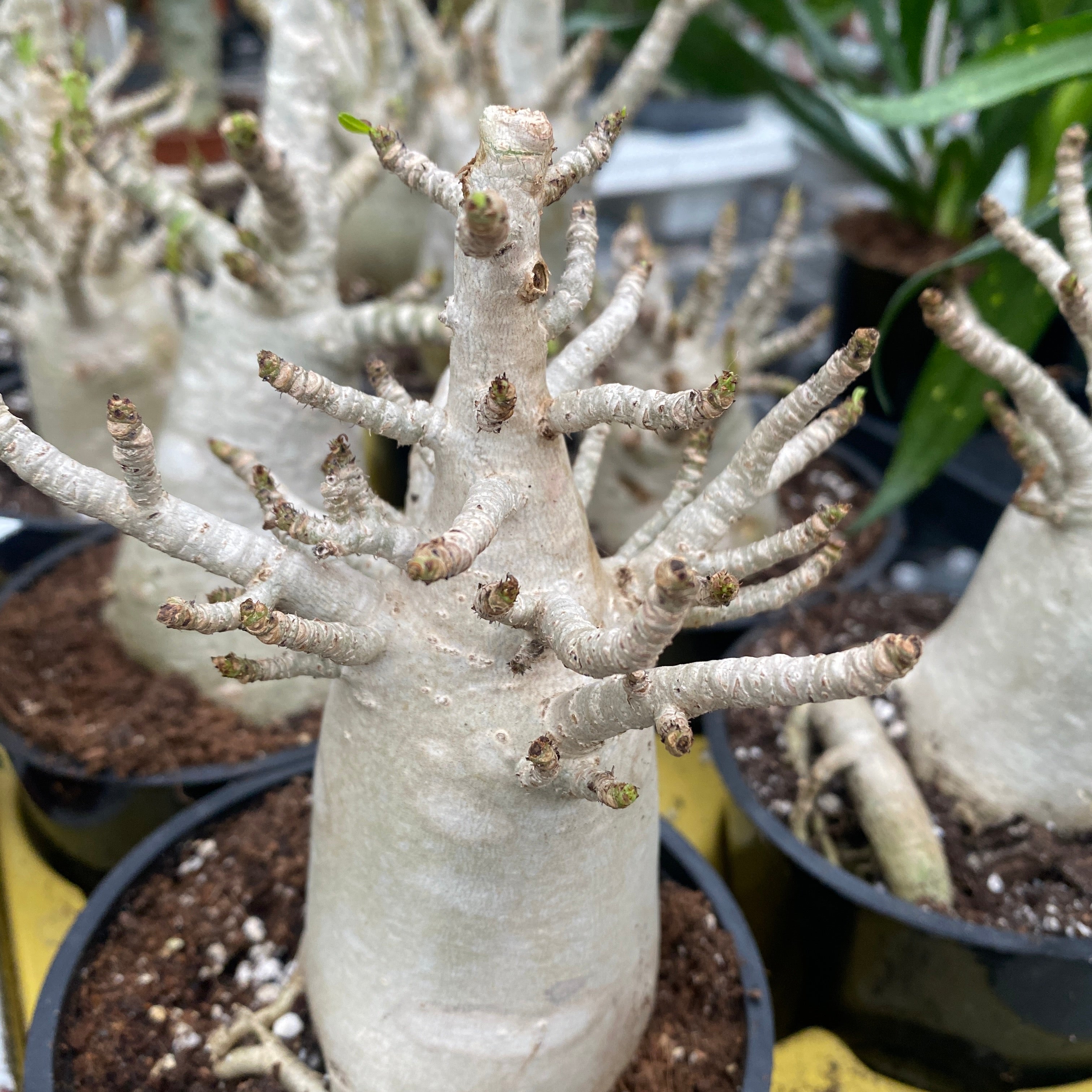 Adenium arabicum 'Baobab' D12