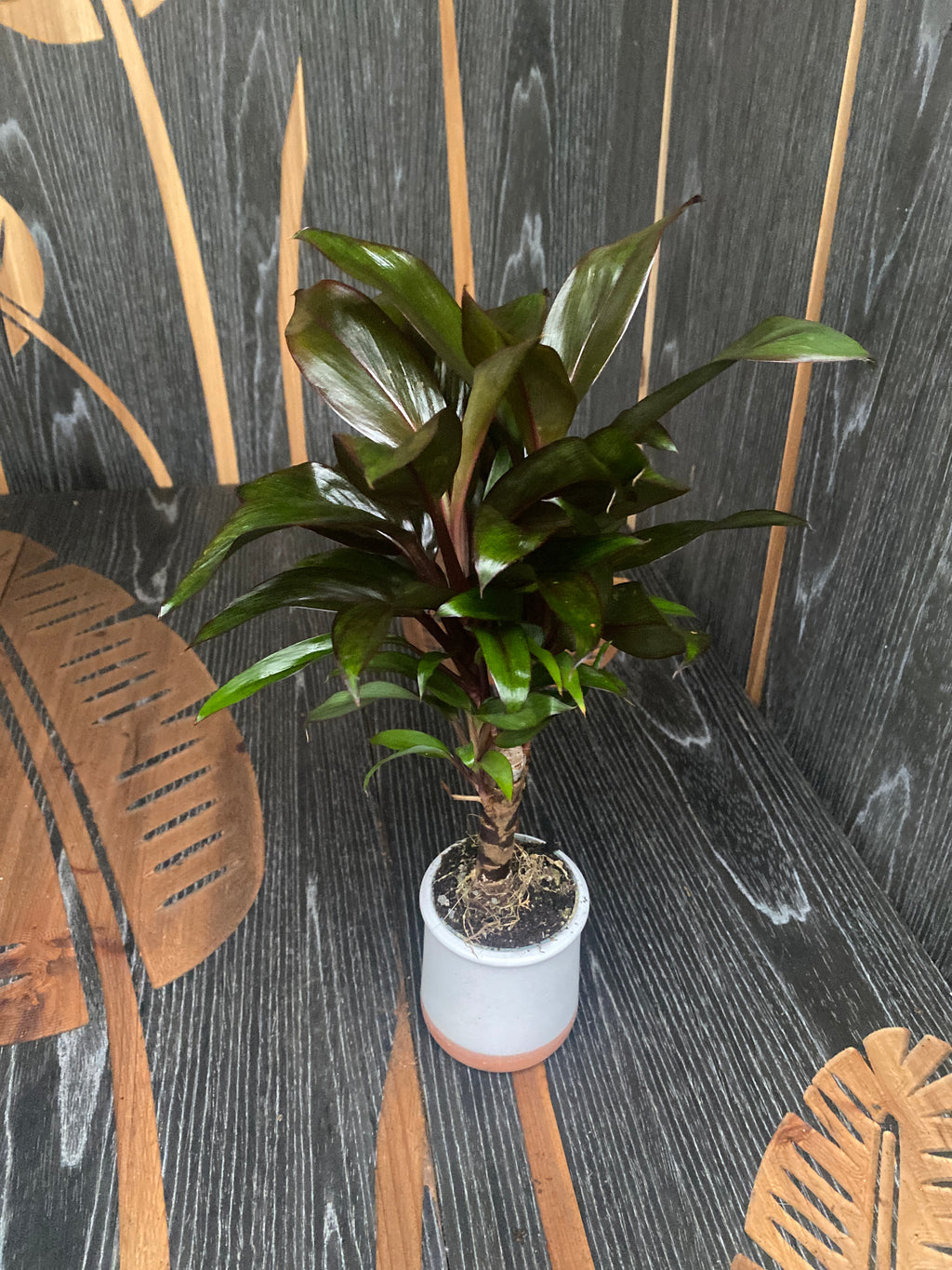 Cordyline fruticosa 'Purple Compacta'*mlada rastlina