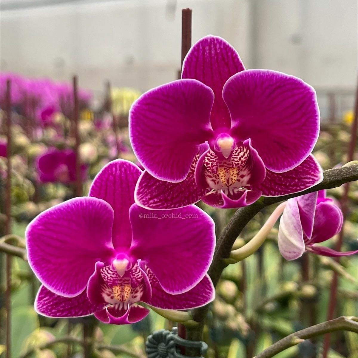Phalaenopsis Sun Jye Diamond (variegata) - panašované listy