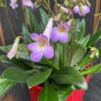 Стрептокарпус ‘Purpelina’