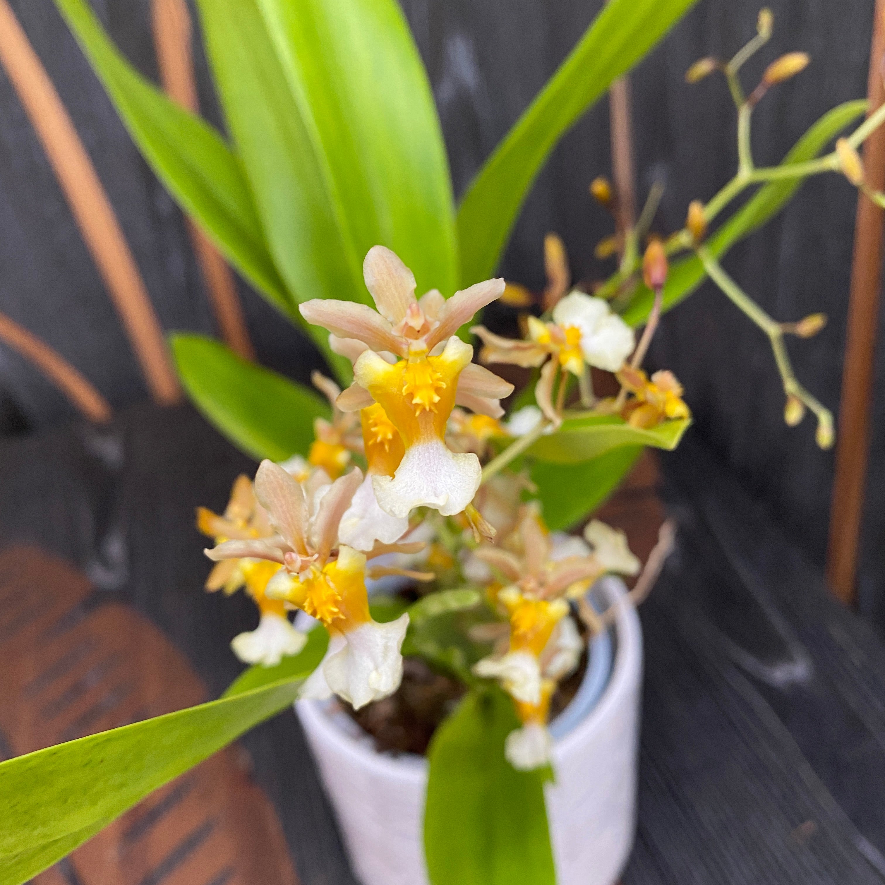 Oncidium Fragrancia x Twinkle *fragrant