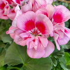 Muscate zonale - Pelargonium (Zonale Grp) Toscana Sil Linus