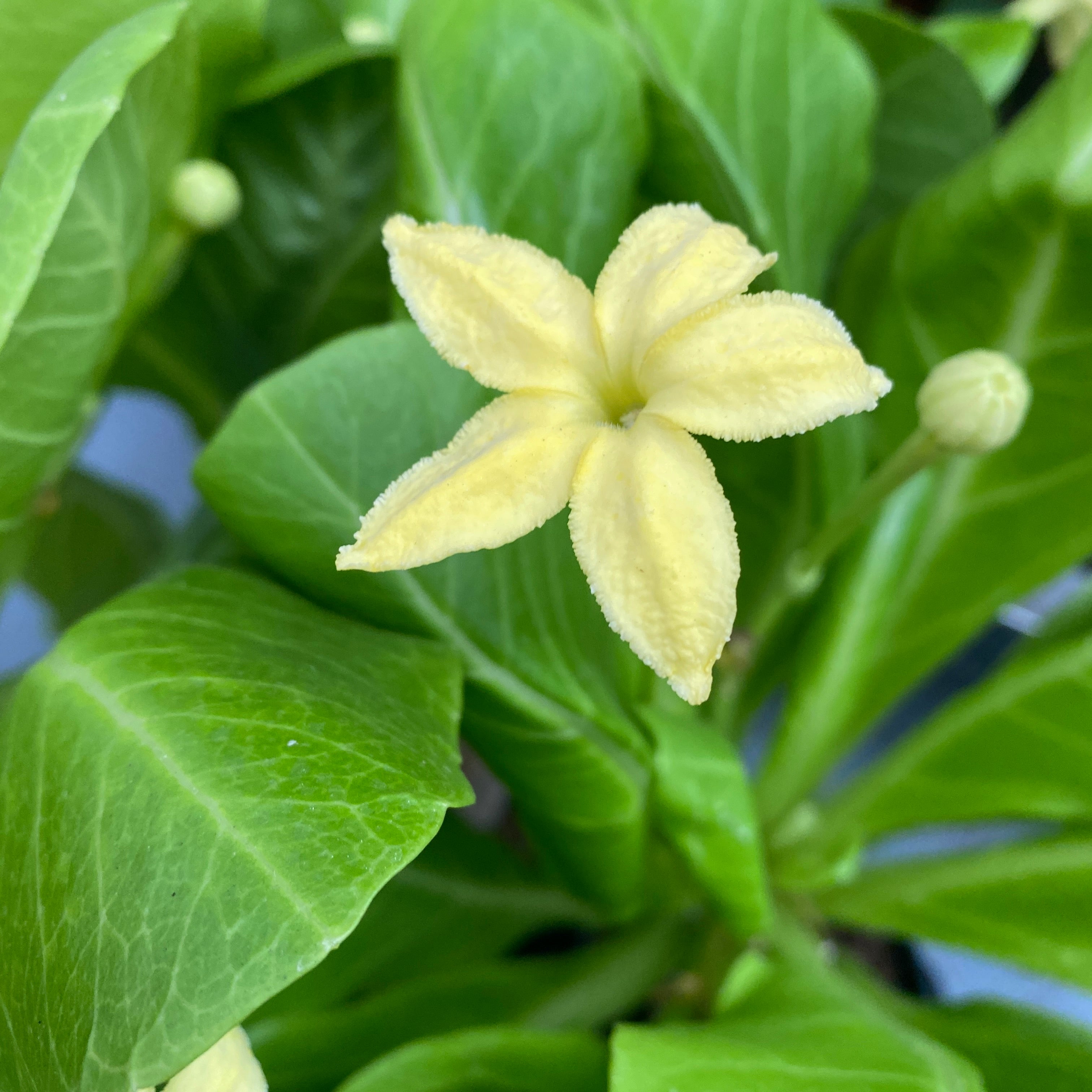 Brighamia insignis (Hawaiian Palm Tree)