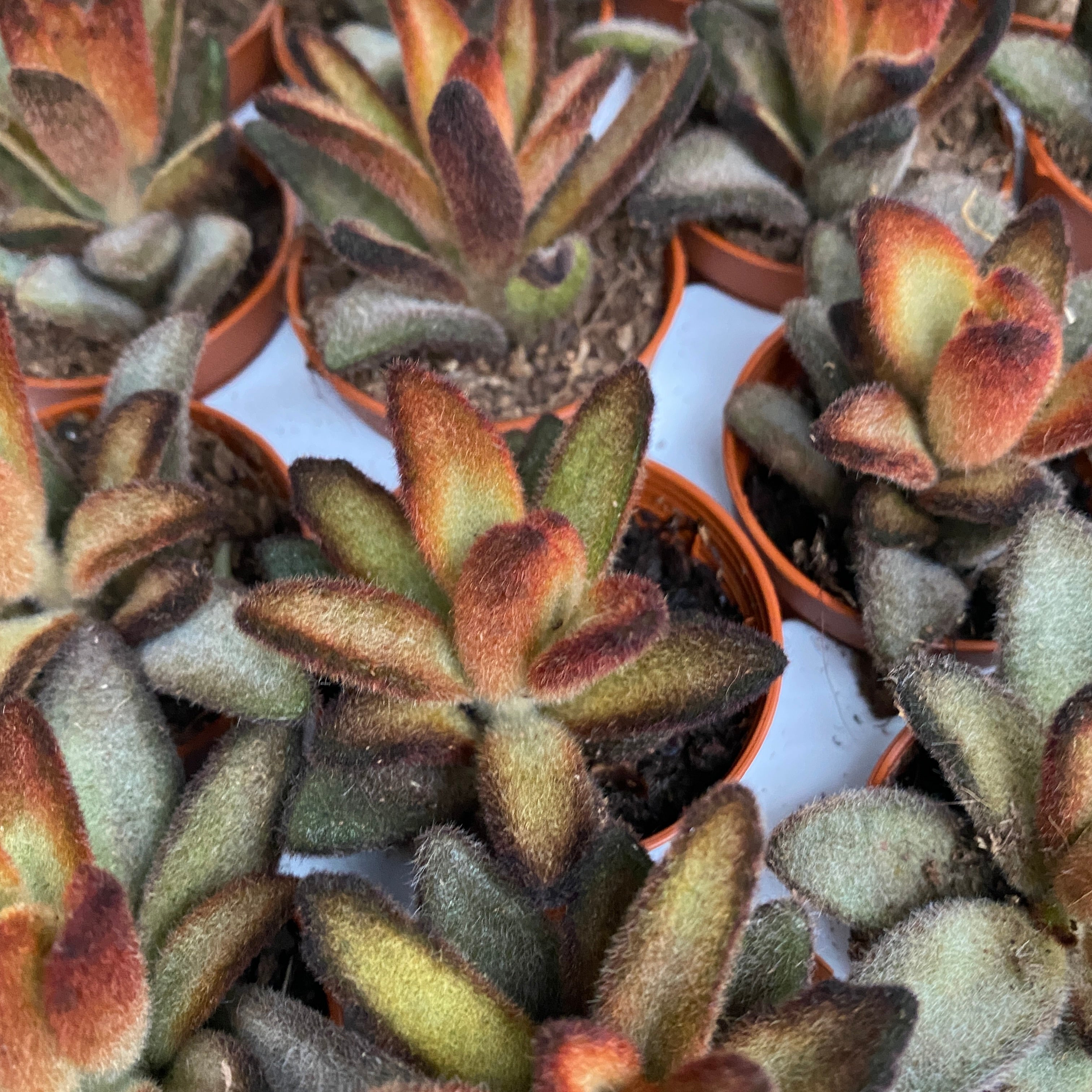 Kalanchoe tomentosa cv. Chocolate Soldier
