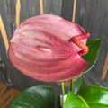 Anthurium Scherzerianum viola