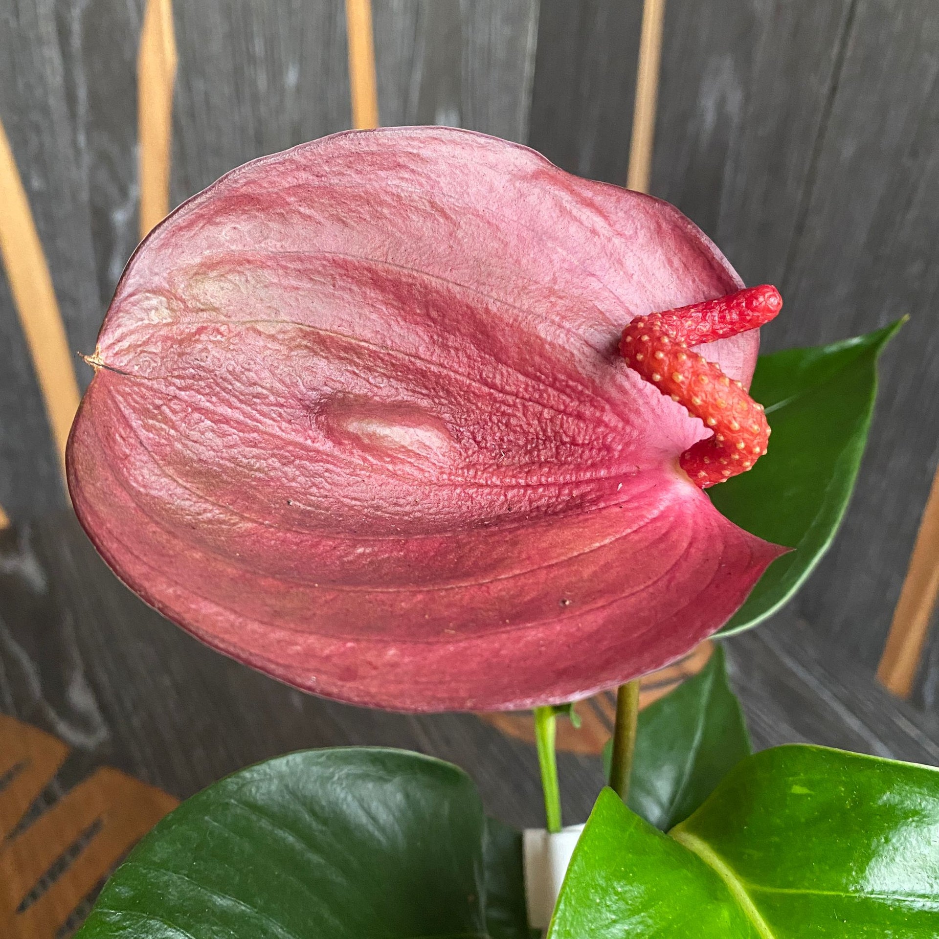 anthurium paars Anthurium Scherzerianum paars – Secret Garden Plant Shop