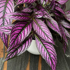 Strobilanthes dyeriana 'Persian Shield'