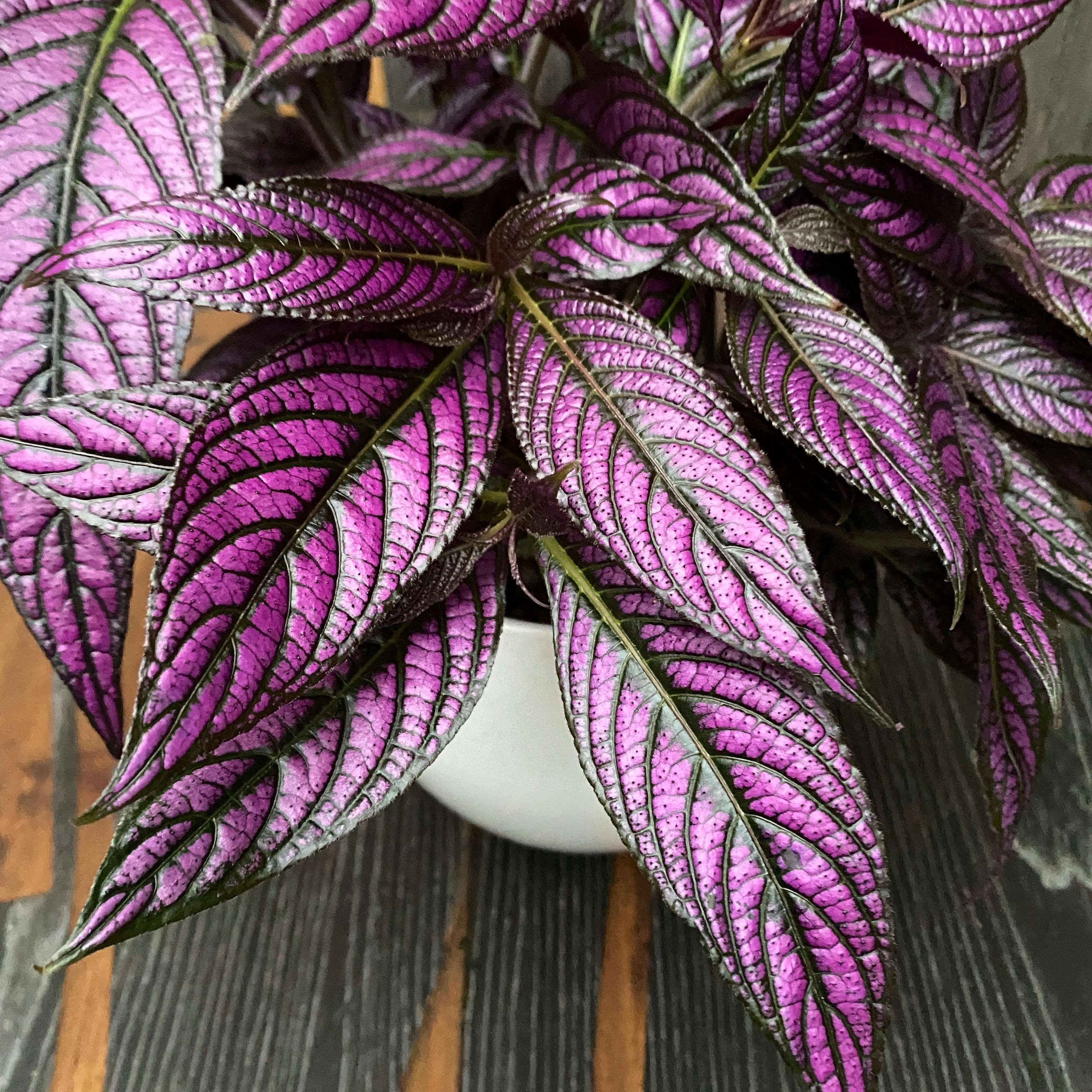 Strobilanthes dyeriana 'Persian Shield'