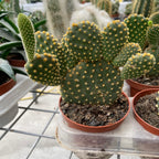 Opuntia microdasys var. pallida - Kaktus „Hasenohren“