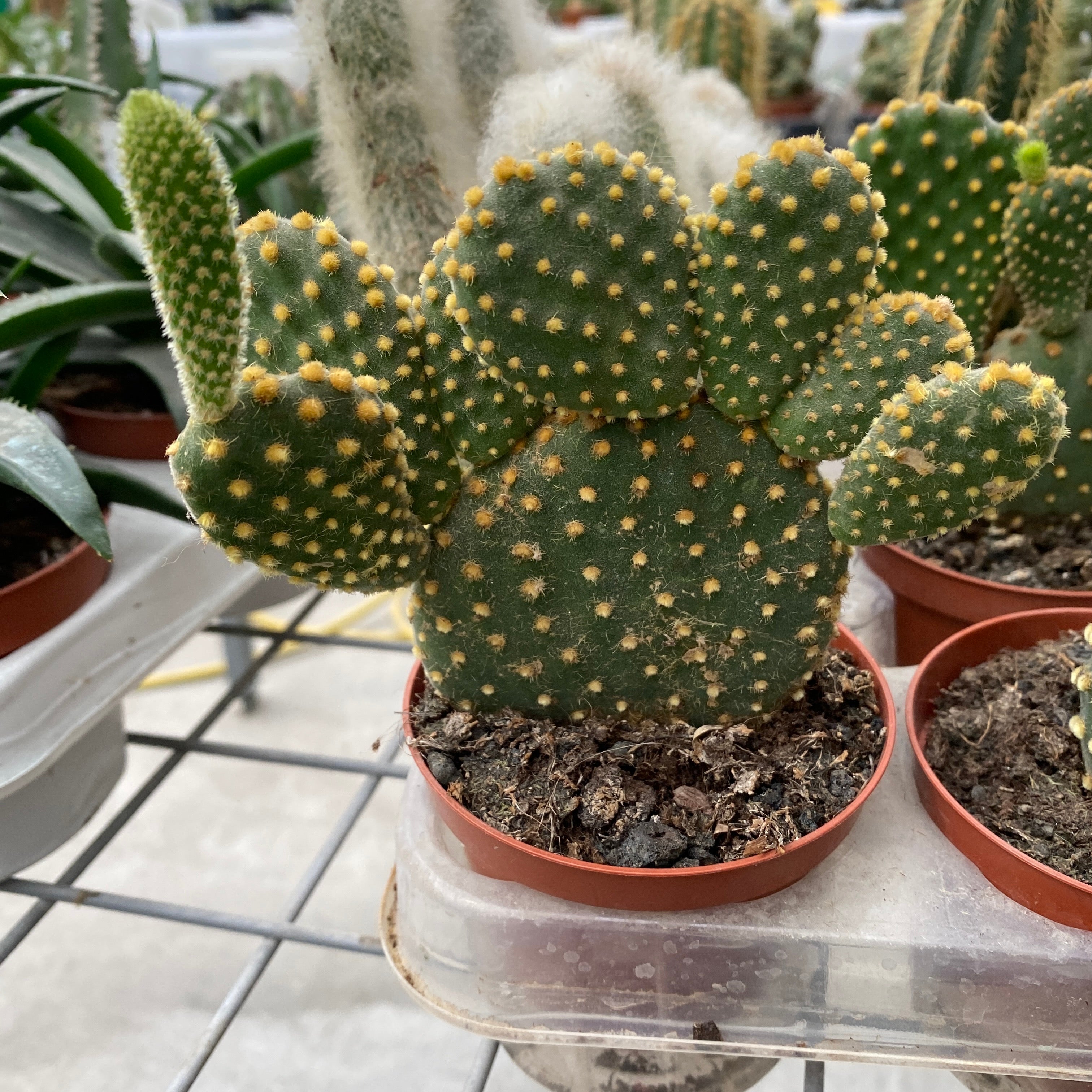 Opuntia microdasys var. pallida -  cactus „urechi de iepure”