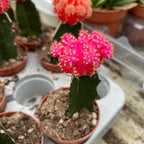 Gymnocalycium mini - Cactusi altoiti colorati