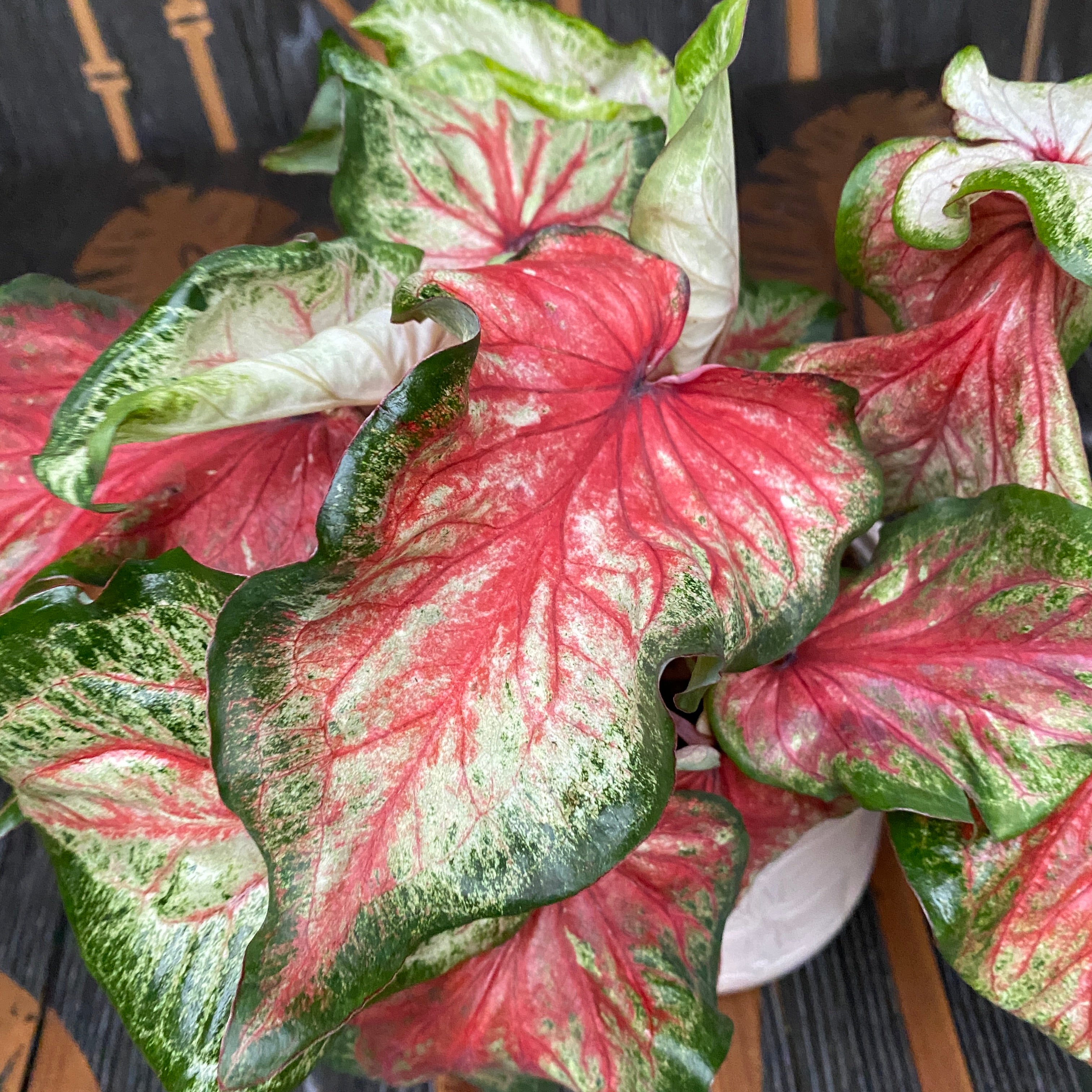 Caladium Starbust