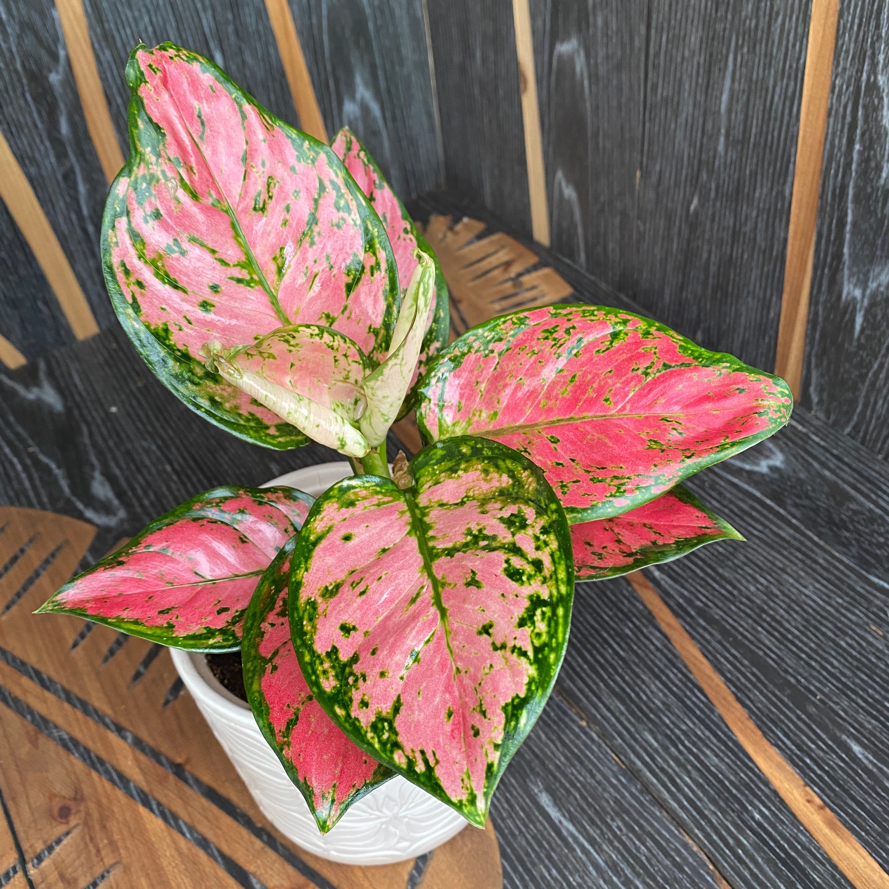 Aglaonema commutatum Red Zircon