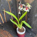 Beallara Big Shot Hilo Sparkle