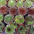 Sempervivum mix mini - Planta Urechelnita