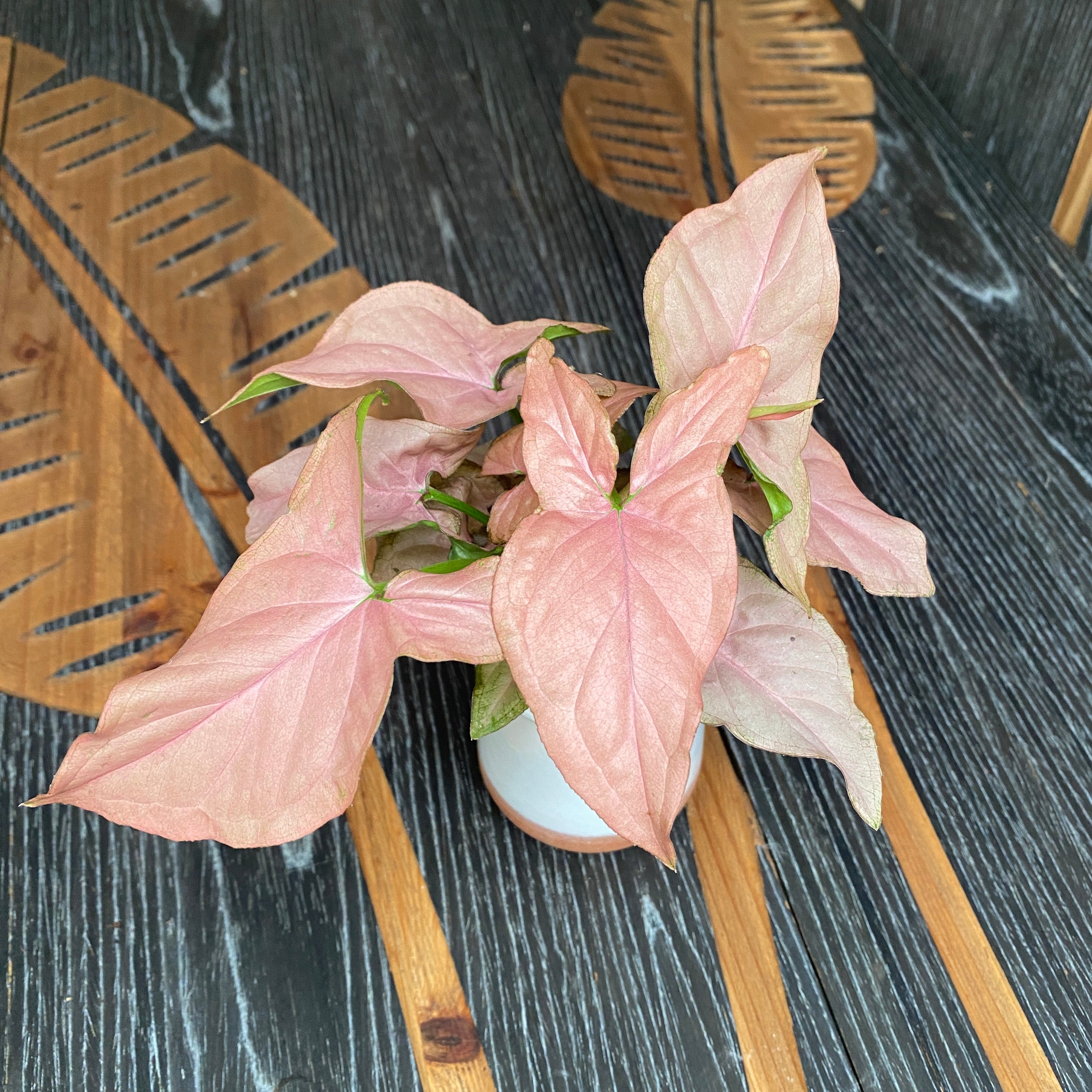 Syngonium Pink Allusion (babyplant)