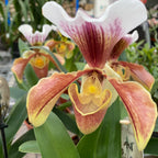 Paphiopedilum - hibrid american MIX (floare XL) 2 plante/ghiveci