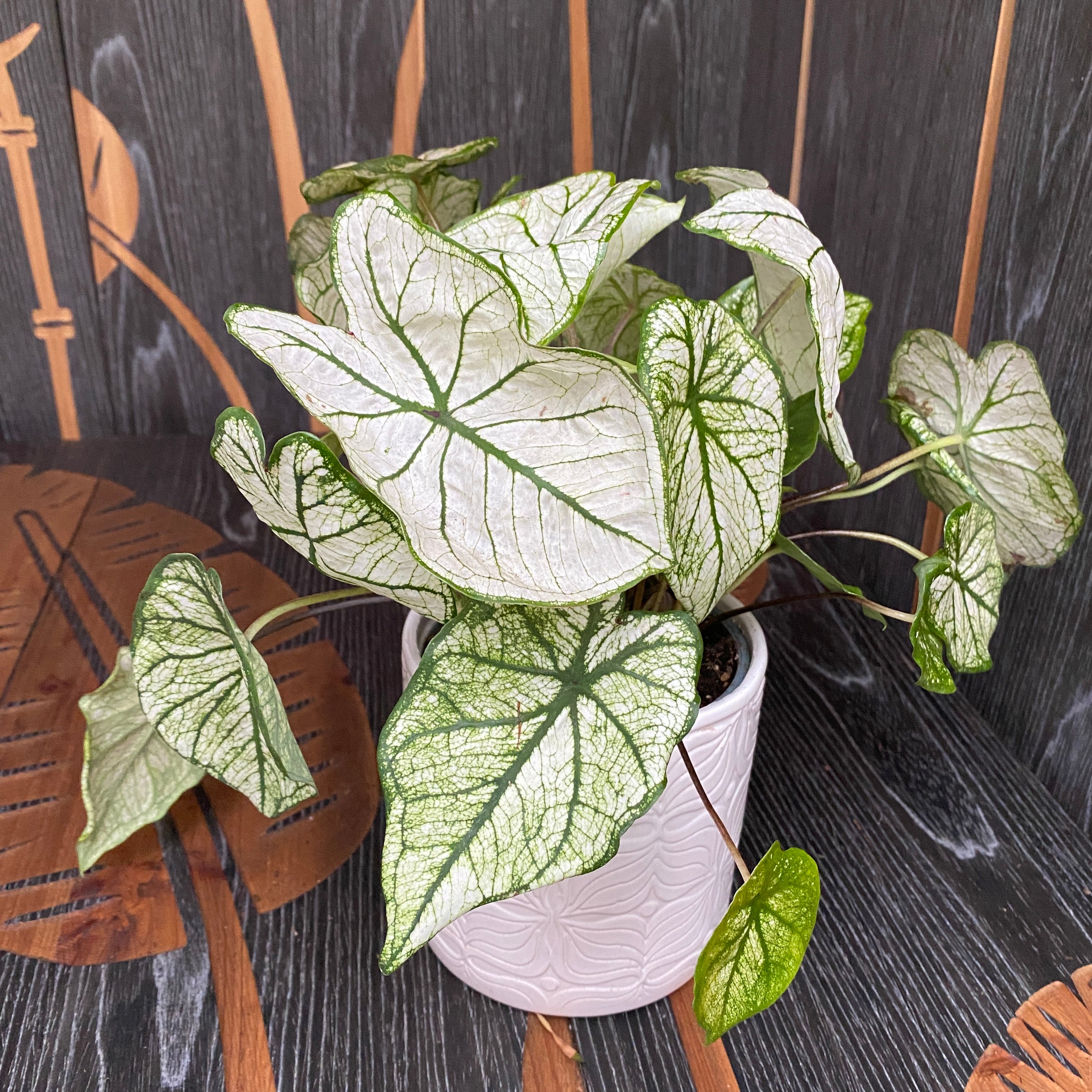 Caladium White Frost