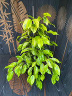 Ficus benjamina 'Golden Monique' - 2 plante/ghiveci