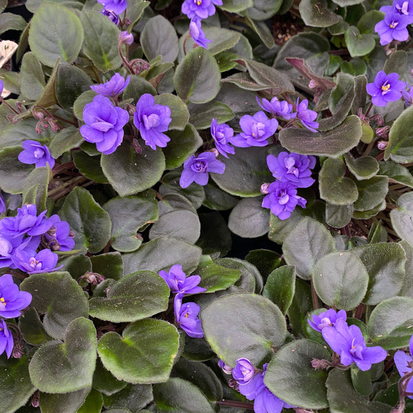 Saintpaulia 'Rob's Gundaroo' - special violets