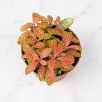 Fittonia 'Skeleton' - Planta Mozaic cu nervuri roz intens
