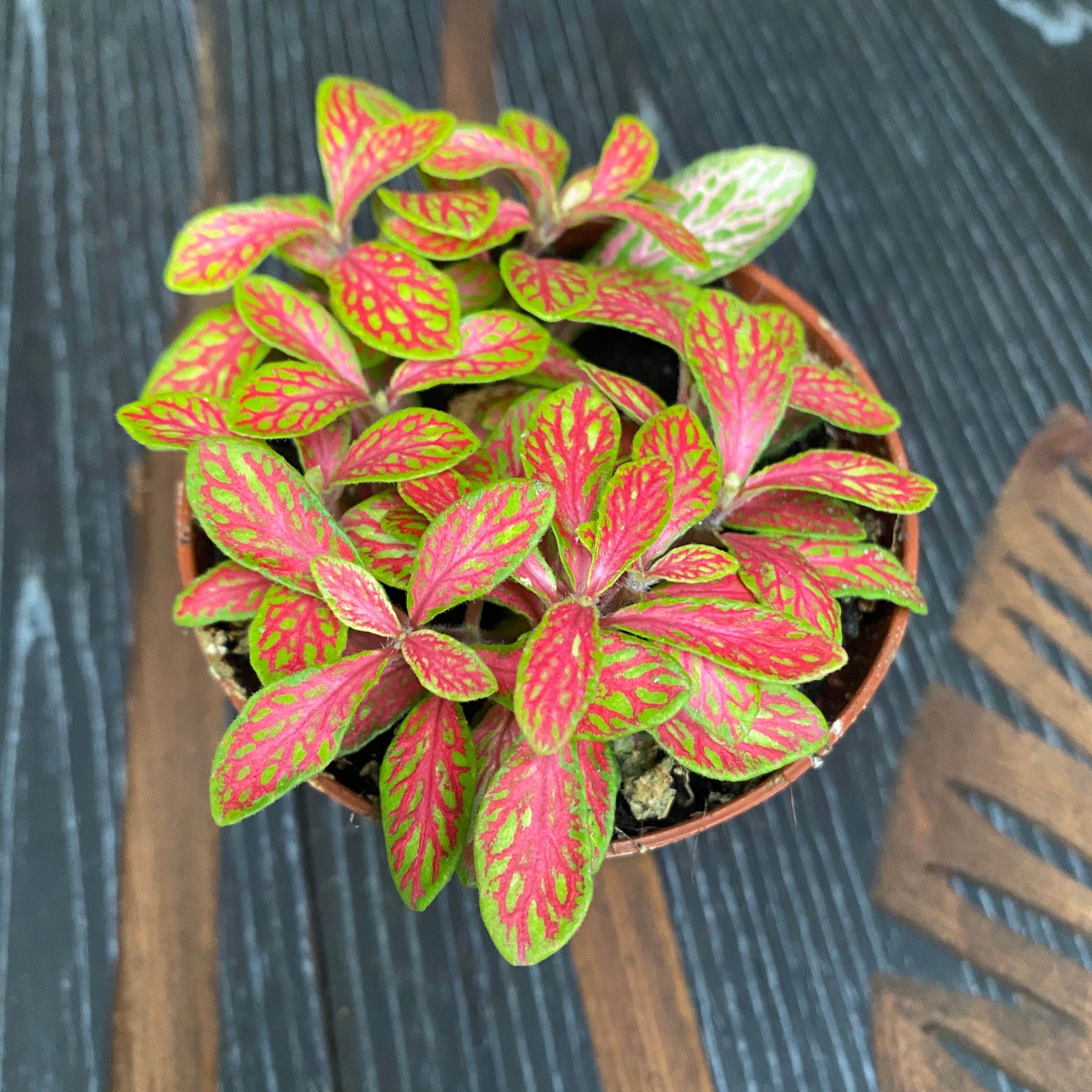 Fittonia albivenis 'Skeleton', planta mozaic