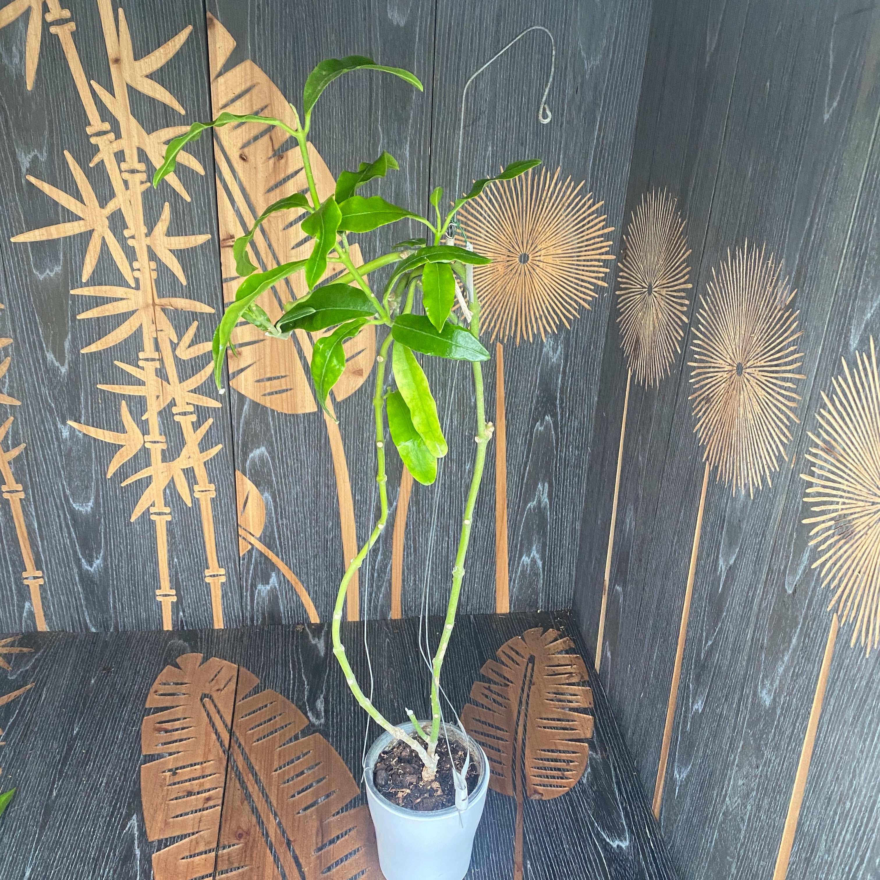 Hoya imperialis - exemplare XL