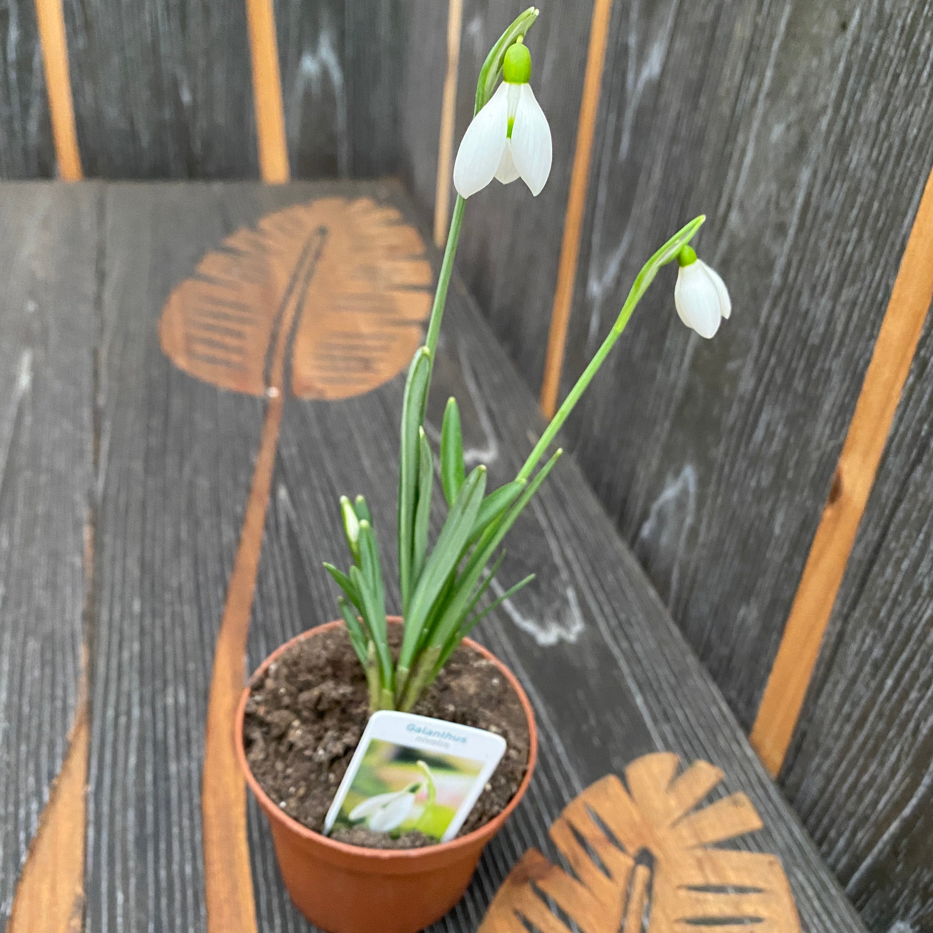 Ghiocei in ghiveci - Galanthus nivalis