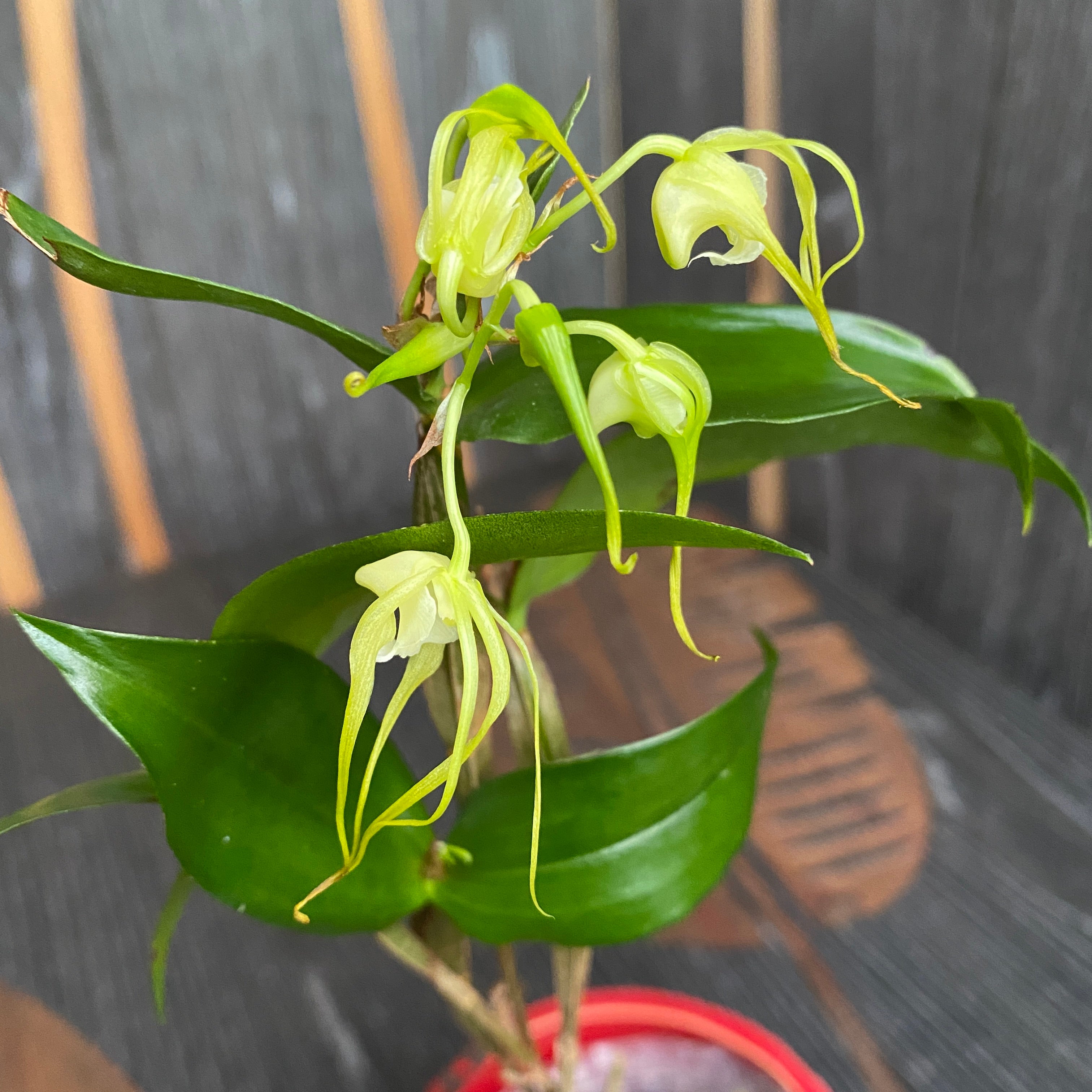 Dendrobium tetragonum var. alba