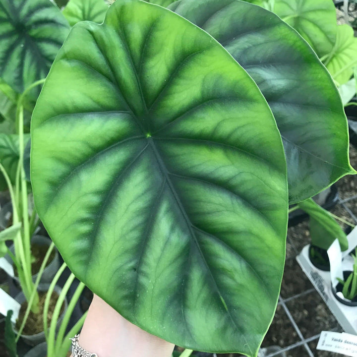 Alocasia clypeolata