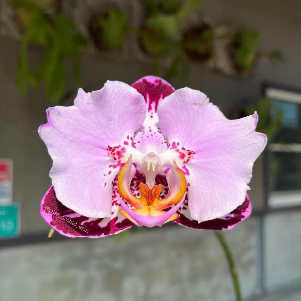 Phalaenopsis Fangmei Musta Piano (pelorinen)