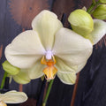 Phalaenopsis Anthura Alassio