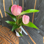 Anthurium Scherzerianum Lilian