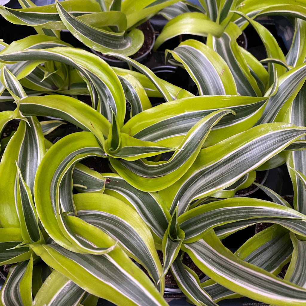 Dracaena Lemon Surprise * planta bebé