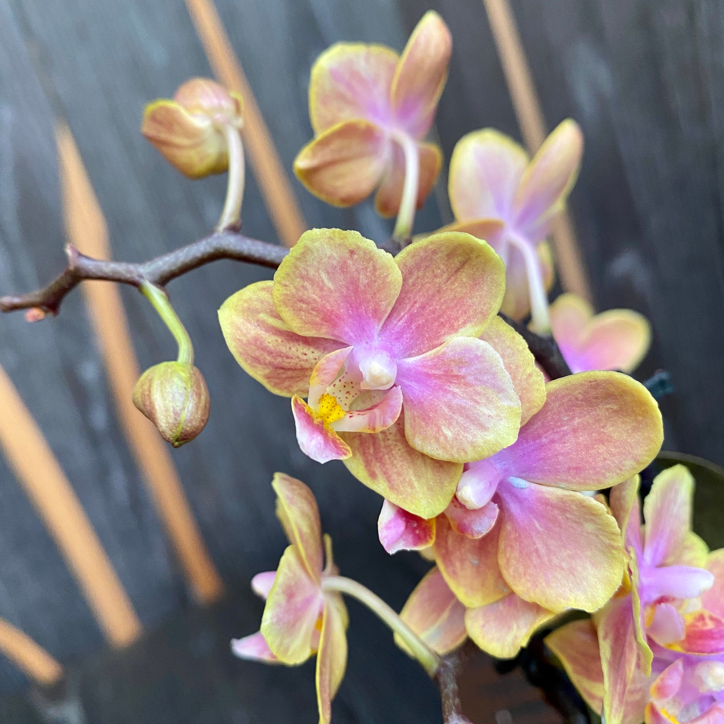 Phalaenopsis Diffusion (variation) parfumata