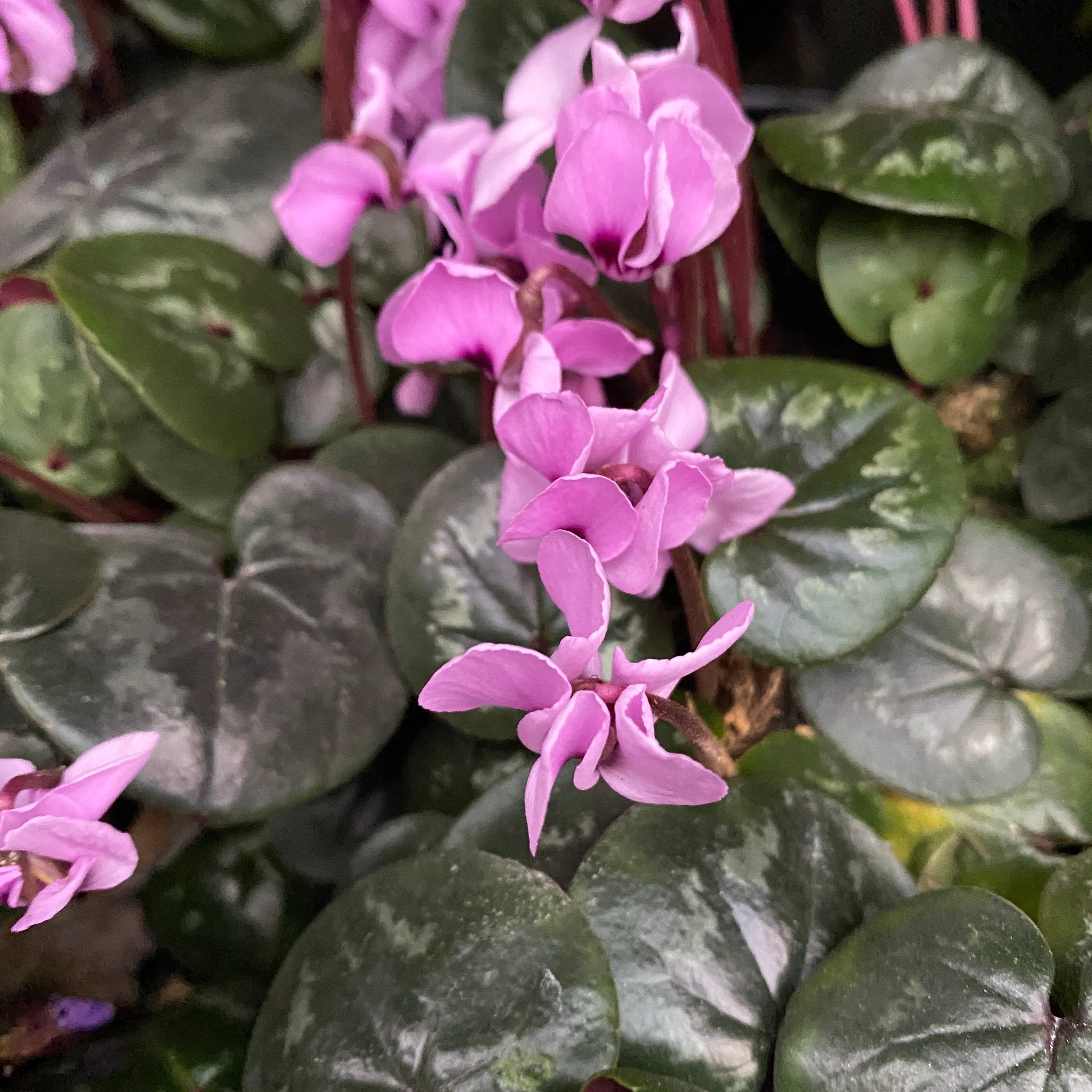 Cyclamen coum mix (Persian Violet) de gradina