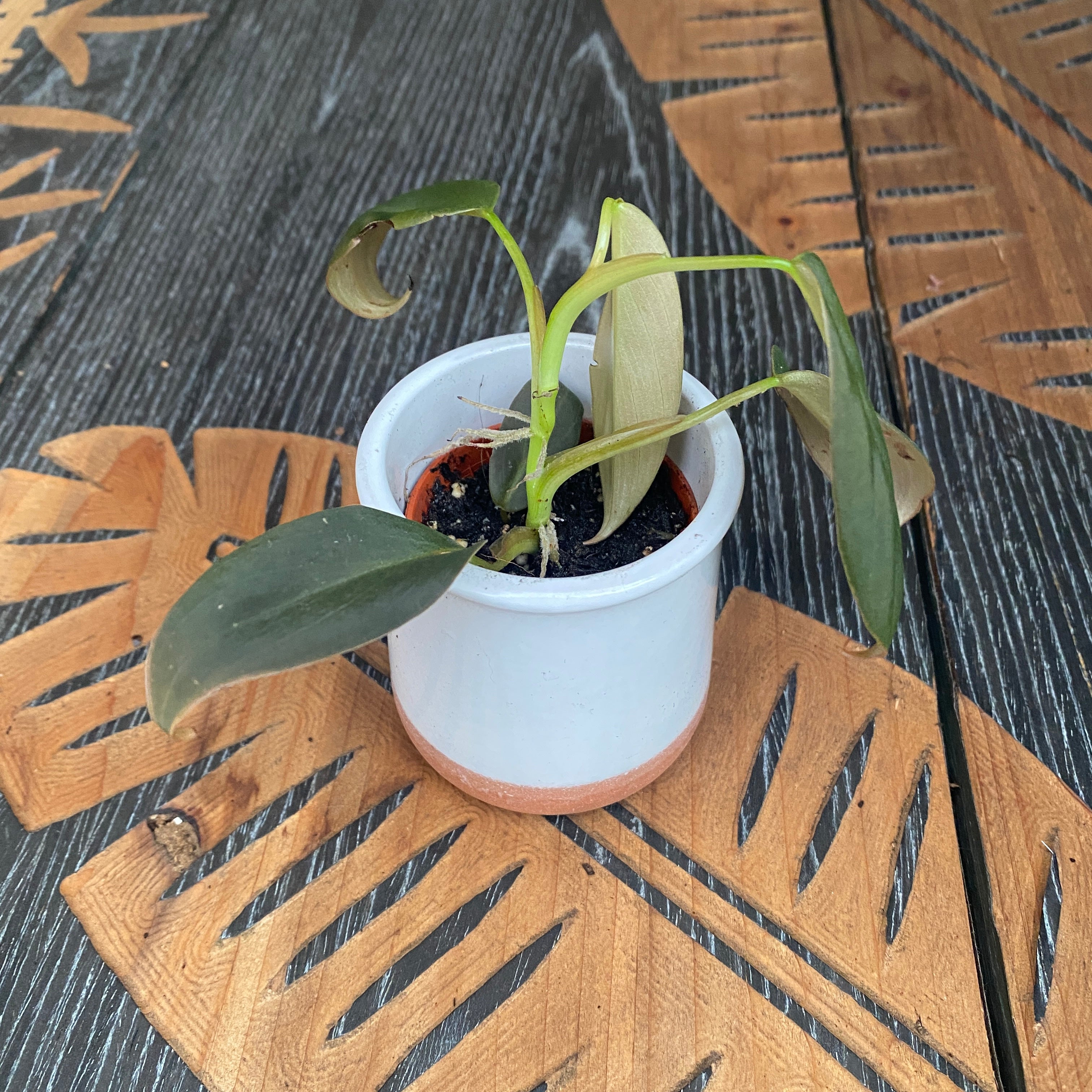 Philodendron gigas *babyplant