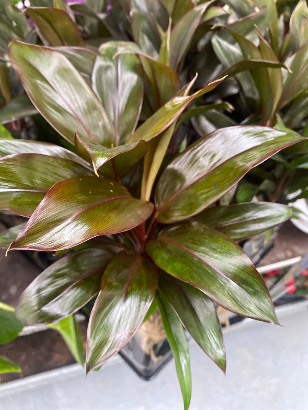 Cordyline fruticosa 'Purple Compacta'*mlada rastlina