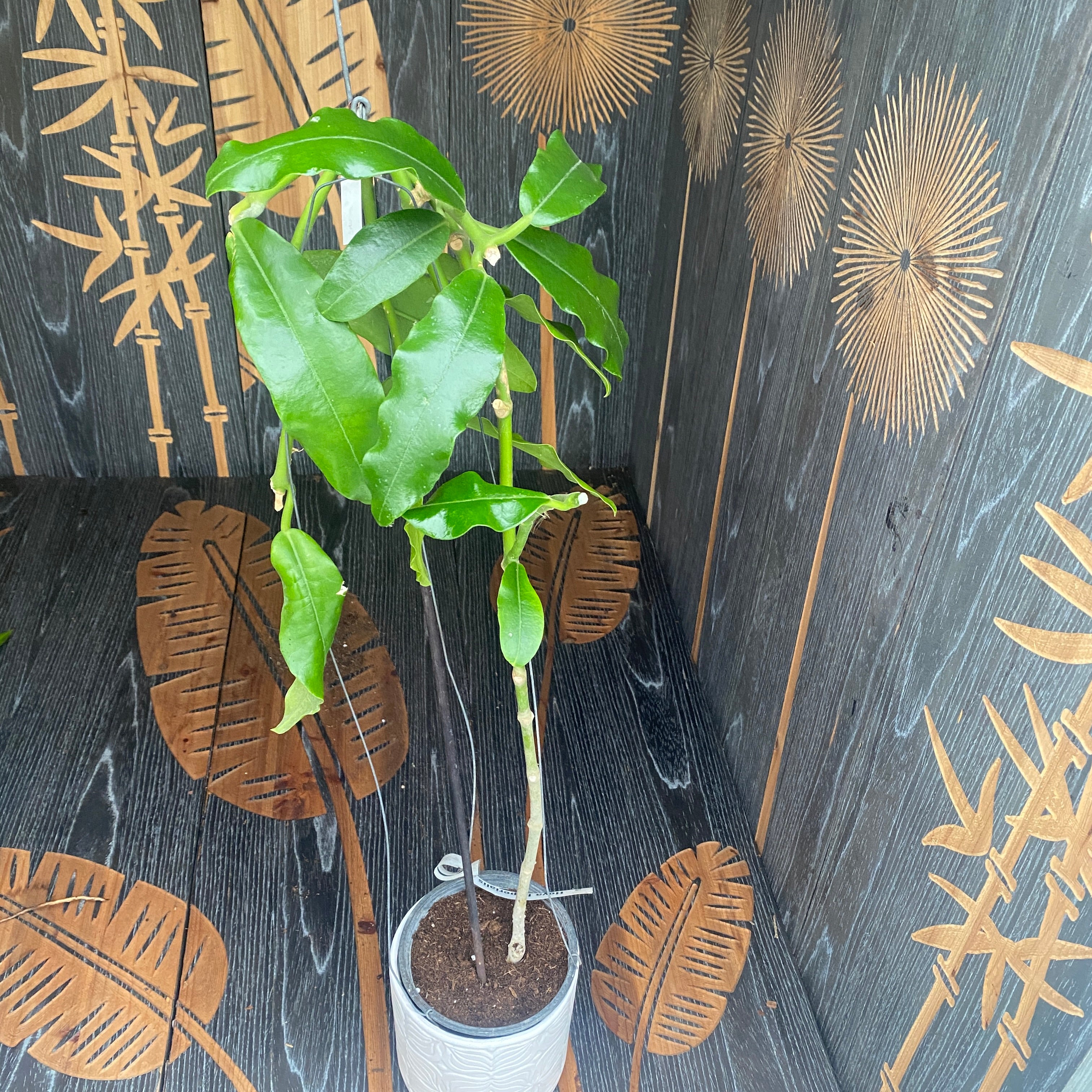 Hoya imperialis - exemplare XL