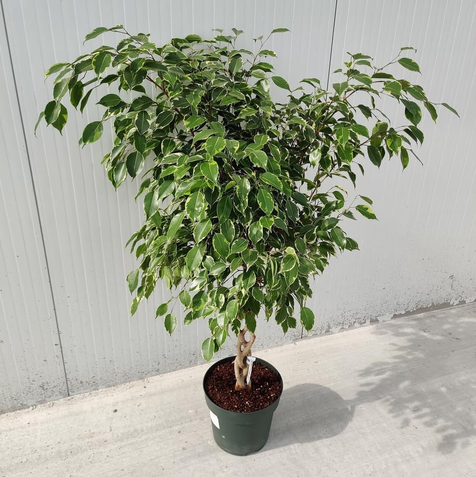 Ficus benjamina 'Golden King' (tulpina impletita) H130cm