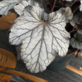 Heuchera ‘Hucklebery’